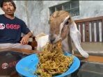 Kebiasaan Unik Kambing di Banjarnegara Hobi Makan Mie Goreng dan Mandi Setiap Hari