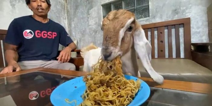 Kambing Makan Mie Goreng