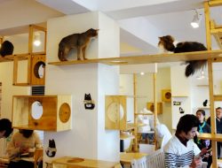 6 Kafe Kucing Kekinian Yang Ada di Jabodetabek