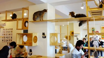 Suasana kafe kucing