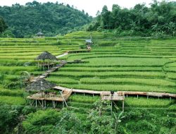 Terasering Cisalada Tawarkan Pemandangan Ala Bali, Tempat Healing Dari Polusi di Ibu Kota