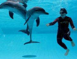Sensasi Baru Swimming with Dolphin di Taman Safari Bogor