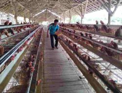Dulu Terhimpit Pandemi, Klaster Usaha Ini Kini Berkembang Berkat Program BRI KlasterkuHidupku