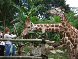 Harga Tiket Masuk Taman Safari Bogor Januari, Cek!