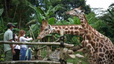 Tiket Masuk Taman Safari Bogor Januari