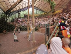 Nonton Atraksi dan Show Gratis di Taman Safari Bogor
