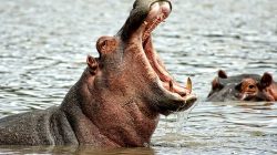 World Hippo Day