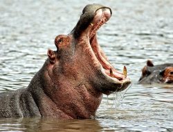 World Hippo Day 2024 : Ini 5 Fakta Unik Kuda Nil