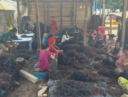 Klaster Usaha Rumput Laut Kampung Pogo, UMKM Binaan BRI yang Dorong Perekonomian Nelayan Pesisir Sulawesi Selatan
