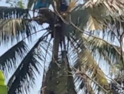 Viral, Warga Bogor Meninggal di Atas Pohon