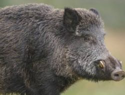 Babi Hutan Serang Warga di Sukamakmur Bogor, Dua Orang Tumbang